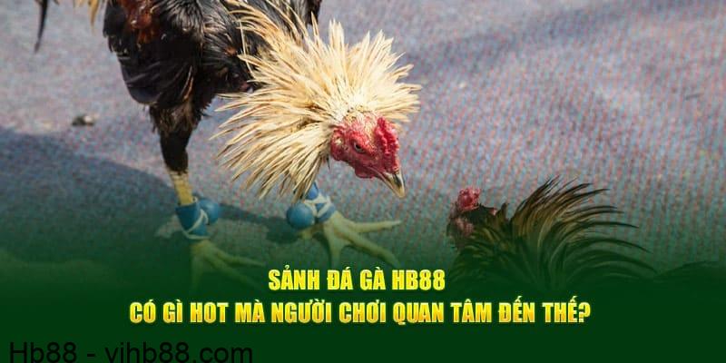 HB88 là điểm đến yêu thích của nhiều người chơi đam mê đá gà